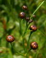 Calliopsis